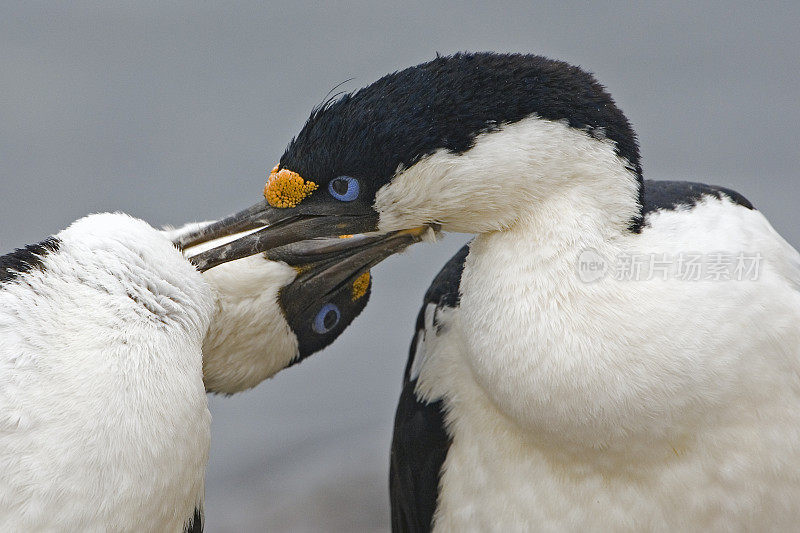 南极鸬鹚(Leucocarbo bransfieldensis)，有时被称为帝王鸬鹚，国王鸬鹚，帝王鸬鹚，蓝眼睛的蓬松毛，南极蓝眼睛蓬松毛或南极鸬鹚。南极半岛的宝莱岛。